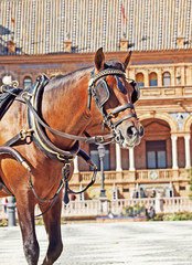 Naklejka na ściany i meble portrait of carriage bay horse in Seville (Plaza de Espana), Sp