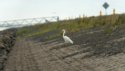 Great white egret sitting on a dam