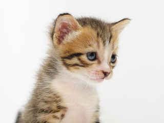 Obraz premium mały kotek