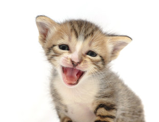 маленький котёнок