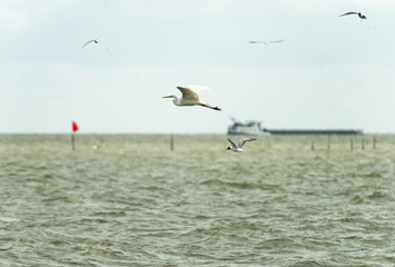 Great white egret fishing in a lake