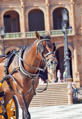 portrait of carriage bay horse in Seville (Plaza de Espana),  Sp
