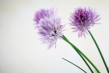 Schnittlauch-Blüten