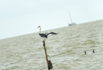Grey heron fishing in a lake