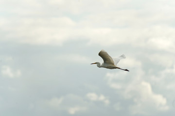 Great white egret flying in the clouds