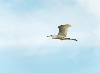 Great white egret flying in the clouds
