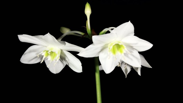 white Amazon lily flower (Eucharis grandiflora) timelapse