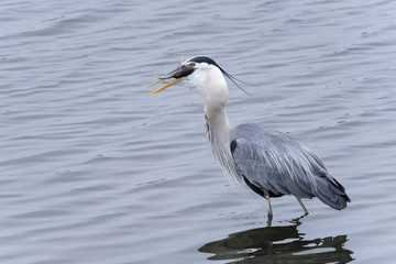 great blue heron, ardea herodias, california