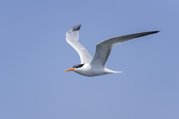 elegant tern,  thalasseus elegans, california