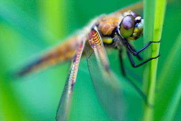 A dragonfly (Libellula quadrimaculata)