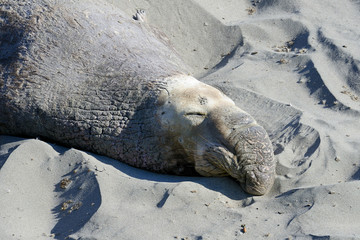 northern elephant seal, california