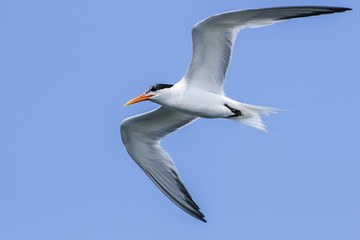 elegant tern,  thalasseus elegans, california