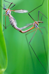A mating pair of Craneflies (or daddy-longlegs)