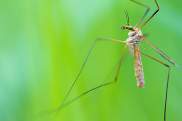 Fototapeta premium A Cranefly (or daddy-longlegs)