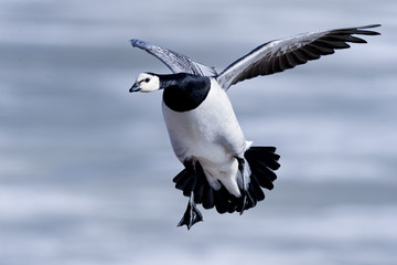 barnacle goose, branta leucopsis