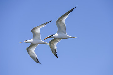 elegant tern,  thalasseus elegans, california