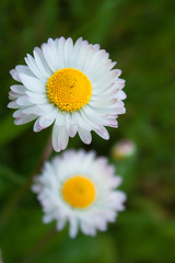 Beautiful Spring Daisies © yanneq