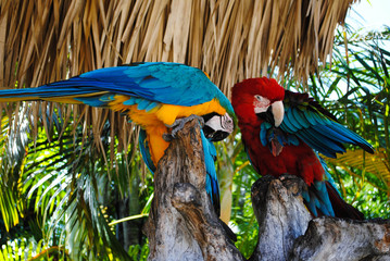 Two parrots