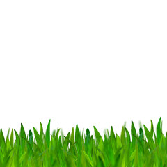 Fototapeta premium green grass isolated on white background