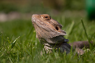 Bearded Dragon in grass