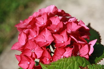 Hortensia rouge rose zoom fleur belle dehors fond