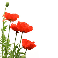 Obraz premium Czerwone maki na białym tle