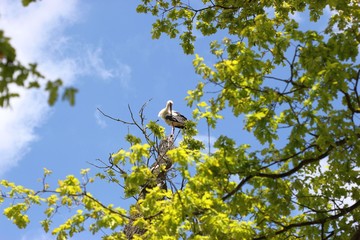 Weißstorch auf alter Eiche im Reinhardswald