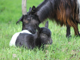 Walliser Schwarzhalsziege  mit Jungtier 