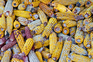 Fototapeta na wymiar A lot of old corn, maize.