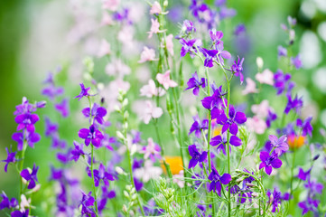 Obraz premium Wild flowers
