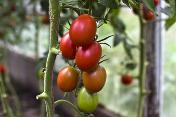 Tomatoes on a branch.