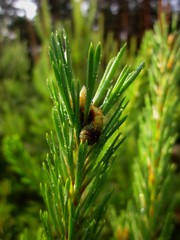 Веточка сосны © Андрей Молибог
