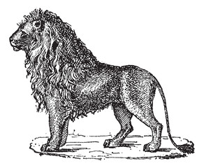 Naklejka premium Lion or Panthera leo, vintage engraving