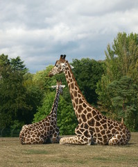 Giraffes sitting together
