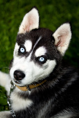 close-up husky