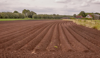Rows of soil with recently planted potatoes