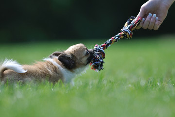 Chihuahua puppy play game with toy in woman hand