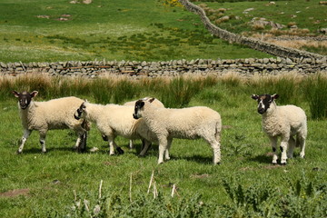 Obraz premium group of little lambs