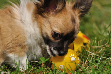 Chihuahua puppy plays with toy