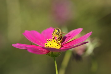 bee on cosmos flower