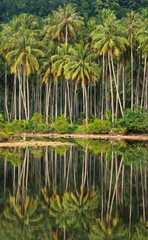 Coconut forest in Asian country