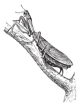 Praying Mantis or Mantis religiosa, vintage engraving