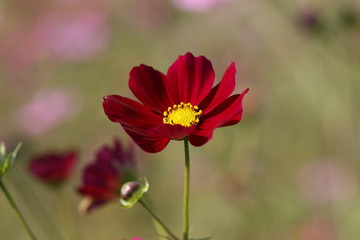 cosmos flower