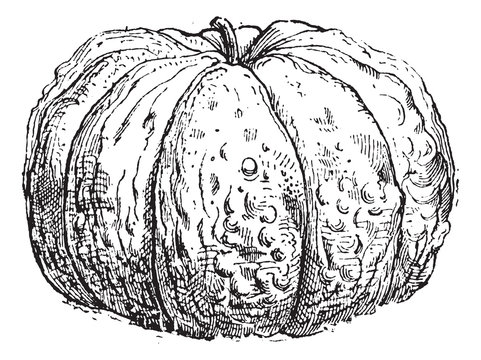 Cantaloupe Or Cucumis Melo Var. Cantalupensis, Vintage Engraving