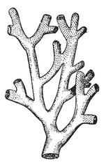 Fire Coral or .Millepora sp., vintage engraving