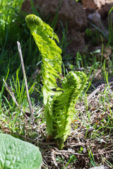 Young shoots of ferns in sunlight