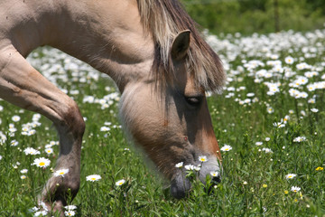 Norwegian Fjord Horse