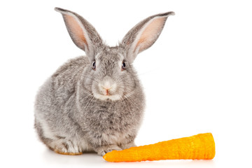Gray rabbit with carrots