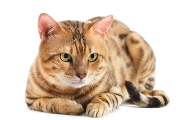 Cats Bengal breed.