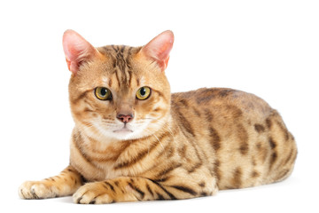 Fototapeta premium Cats Bengal breed.